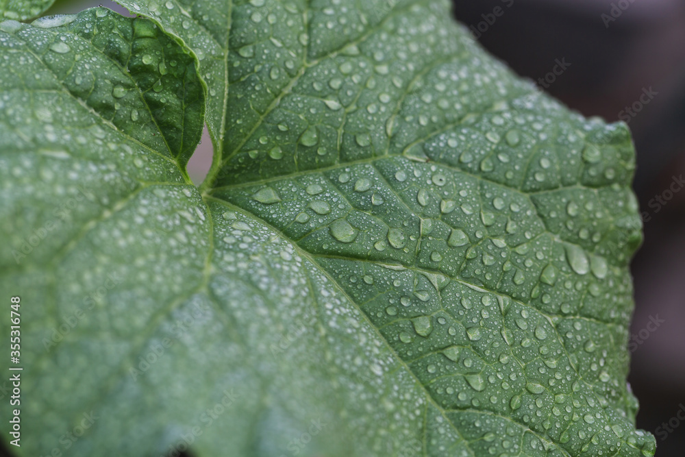 green leaf with water drops green leaf with water drops
