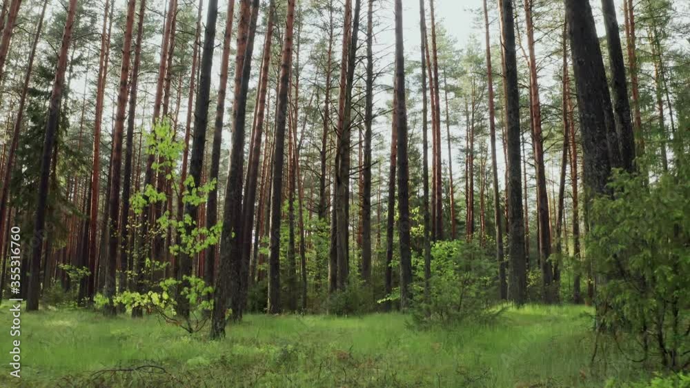 Sunny day in pine forest, slide camera between tall green trees in evening sun light. Summer in woodland. Drone flies simulated dolly movement. Cinematic, camera flies forward over fresh green grass Sunny day in pine forest, slide camera between tall green trees in evening sun light. Summer in woodland. Drone flies simulated dolly movement. Cinematic, camera flies forward over fresh green grass