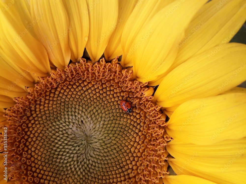 Naklejka premium close up of sunflower