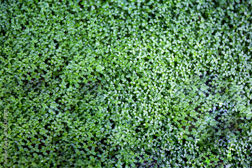 texture of green moss