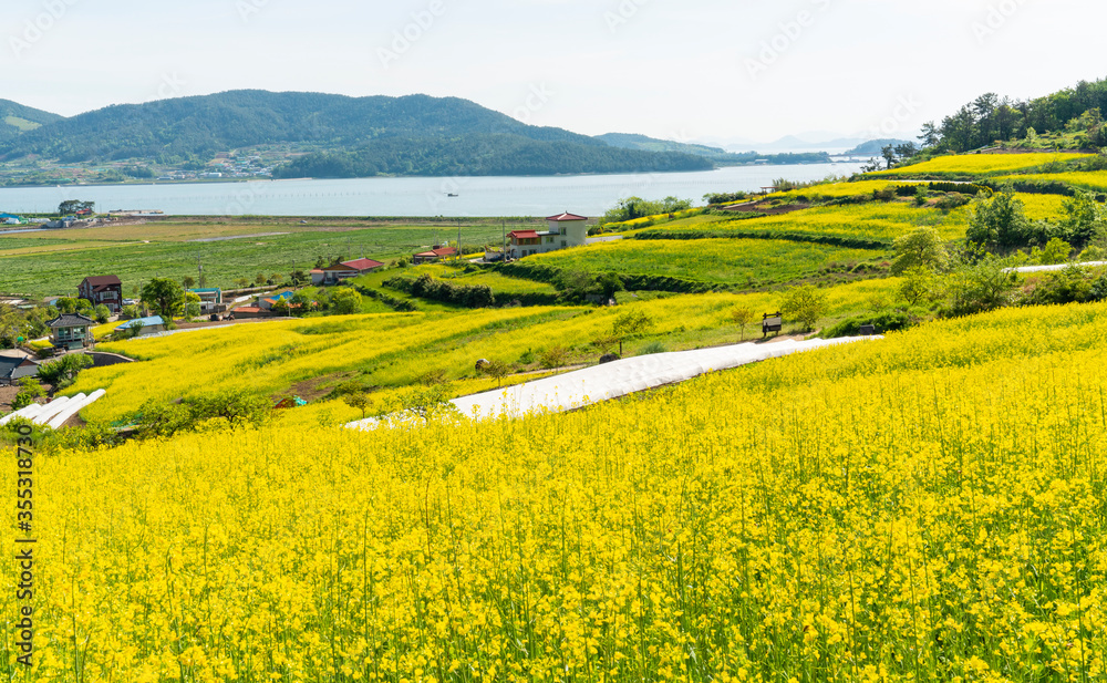 바닷가의  노란 유채꽃 마을