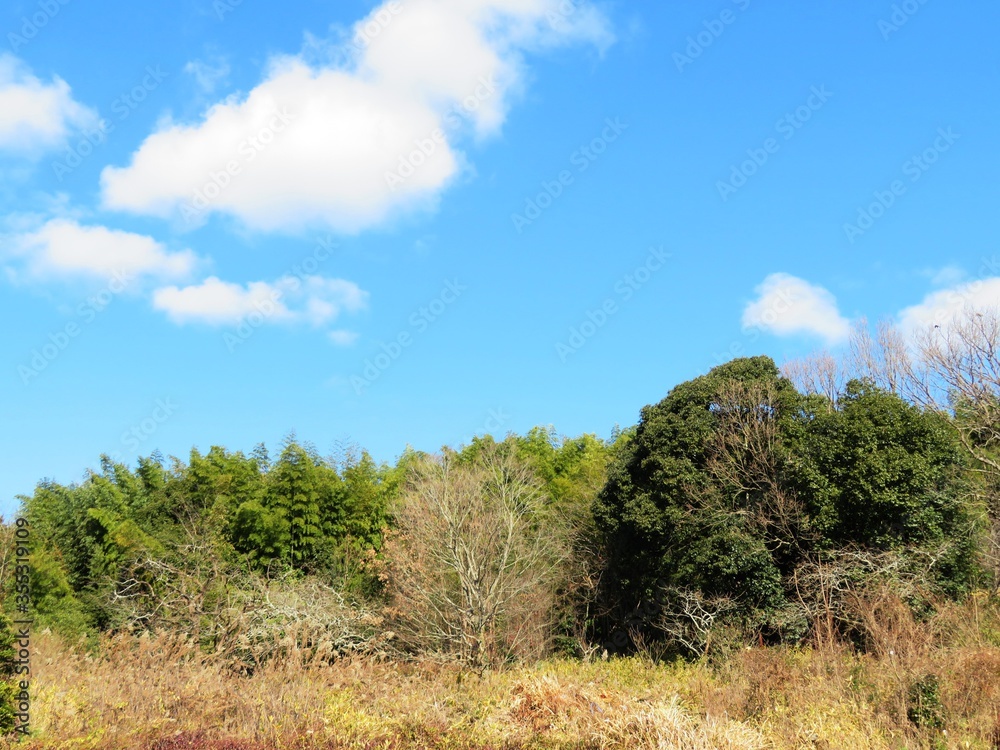 日本の田舎の風景 1月 真冬の山の木々と青空 日本の田舎の風景 1月 真冬の山の木々と青空