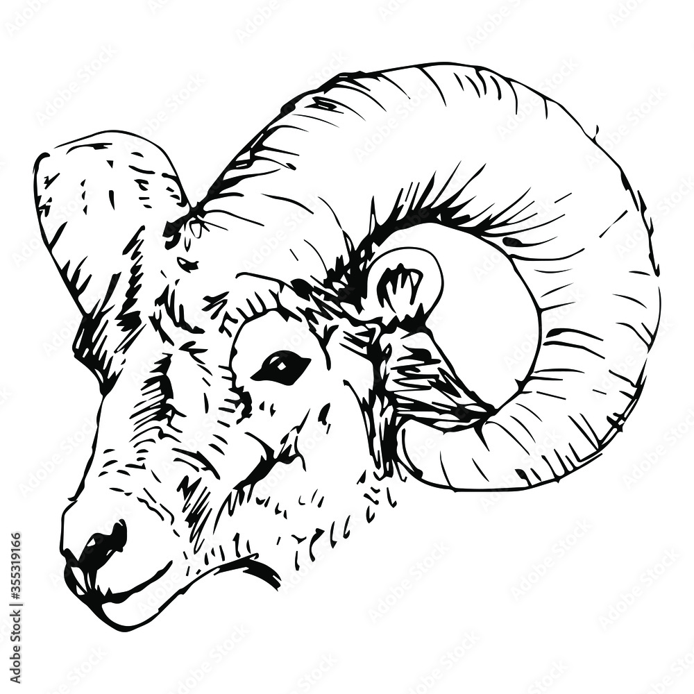 Isolated vector illustration. Head of a bighorn sheep. Hand drawn linear  sketch. Black silhouette on white background. Ram or goat. Stock Vector |  Adobe Stock