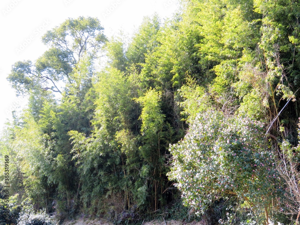 Obraz premium 日本の田舎の風景 1月 花 山茶花の大木