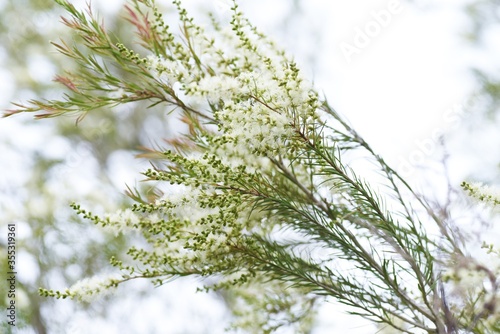 Tea tree is an evergreen myrtaceae tree that is native to Australia and its leaves provide essential oils for relaxation. photo