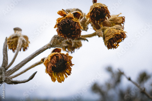 Flowers in the middle of cold