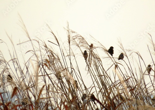 日本の田舎の風景 1月 むら雀と枯れすすき