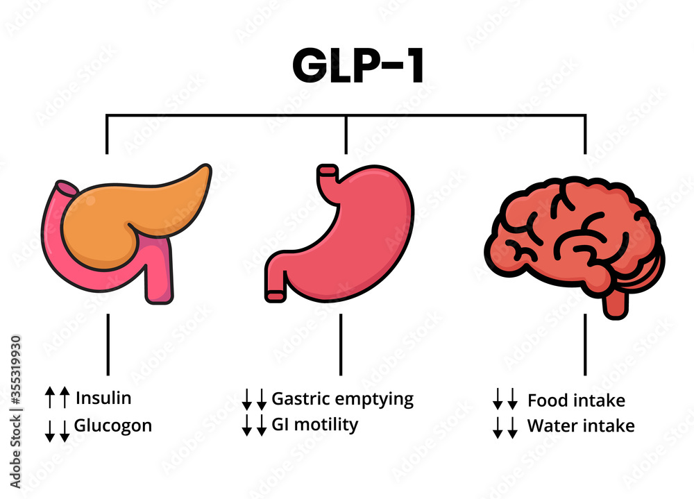Plakat GLP-1 mechanism of action. Glucagon-like peptide target organs