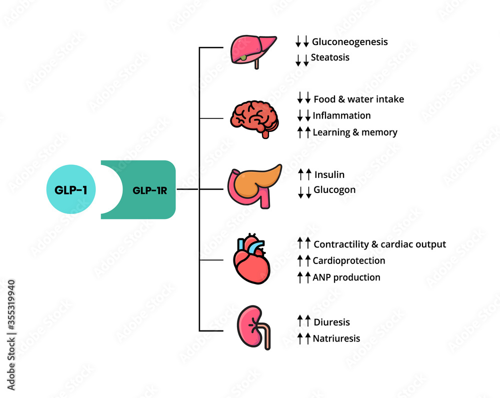 GLP-1 mechanism of action. Glucagon-like peptide target organs that