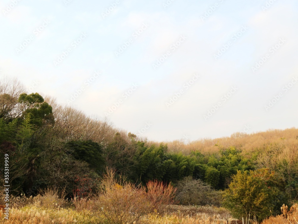 日本の田舎の風景　1月　真冬の山の木々と夕陽