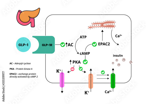 GLP-1 mechanism of action. Glucagon-like peptide in pancreatic cell