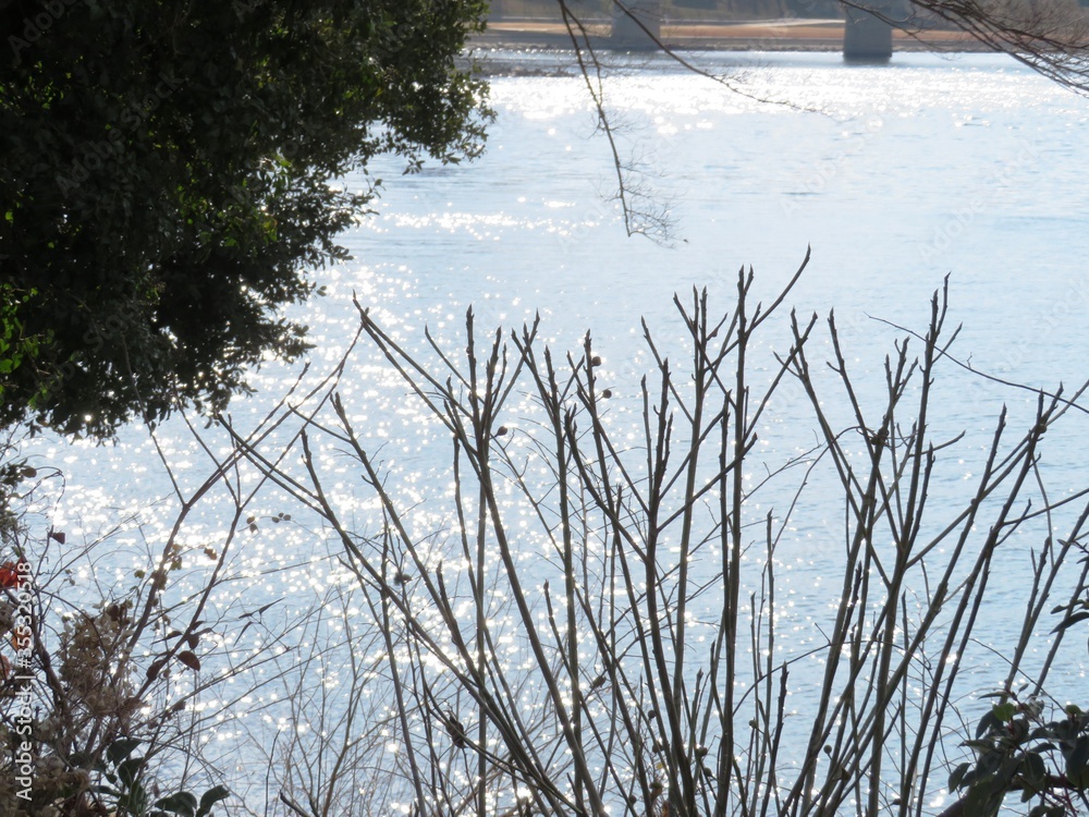 Obraz premium 日本の田舎の風景 1月 公園の水辺 午後の日差し
