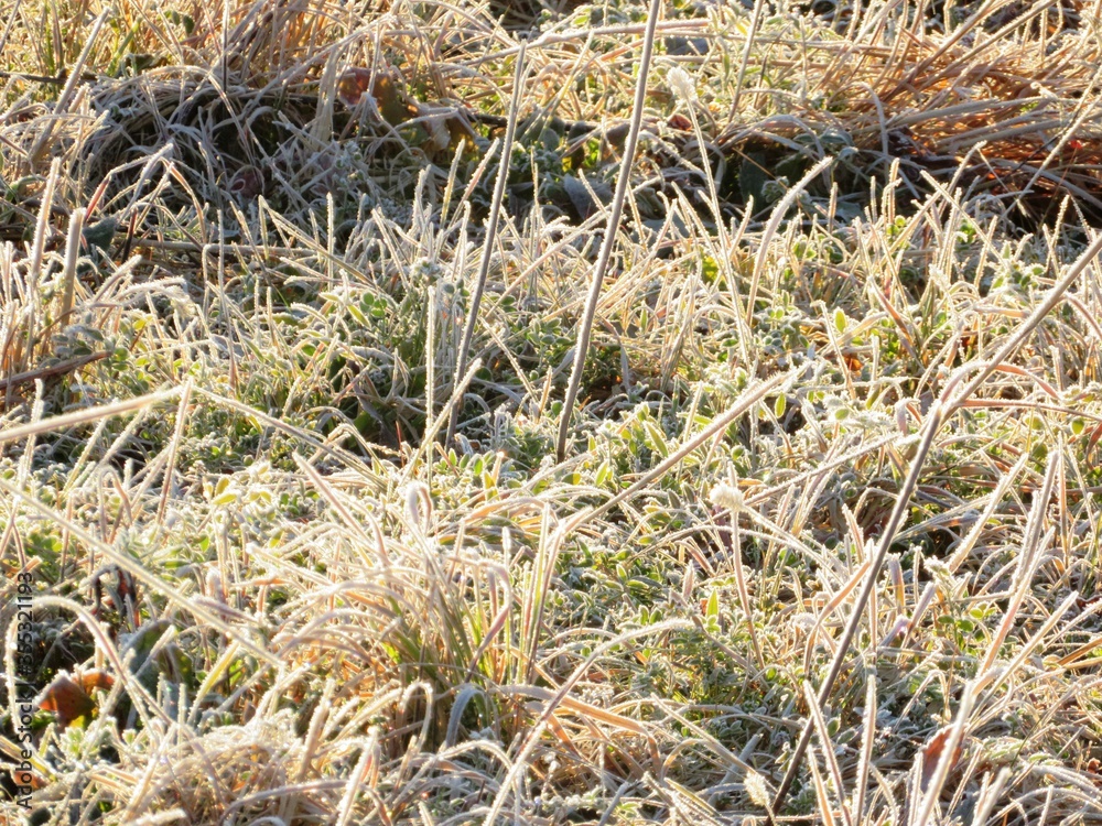 日本の田舎の風景 1月 冬の霜の朝 朝日と草原 日本の田舎の風景 1月 冬の霜の朝 朝日と草原