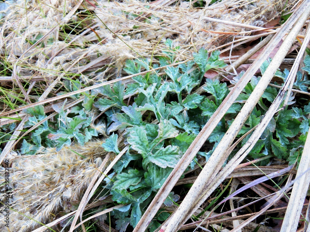 日本の田舎の風景 1月 よもぎの芽吹き 日本の田舎の風景 1月 よもぎの芽吹き