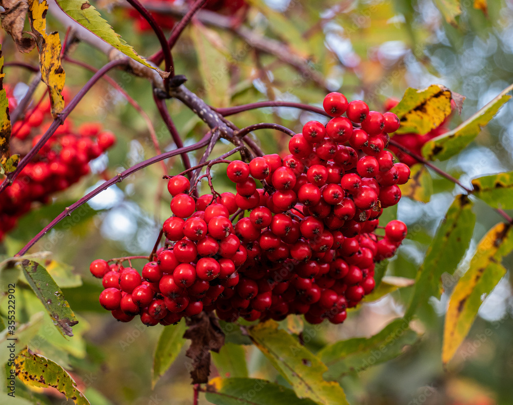 red berries on a branch red berries on a branch