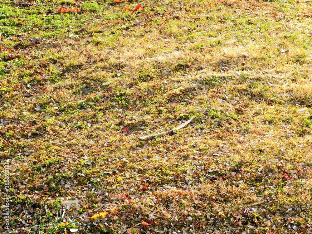 Obraz premium 日本の田舎の風景 1月 雪が舞う日