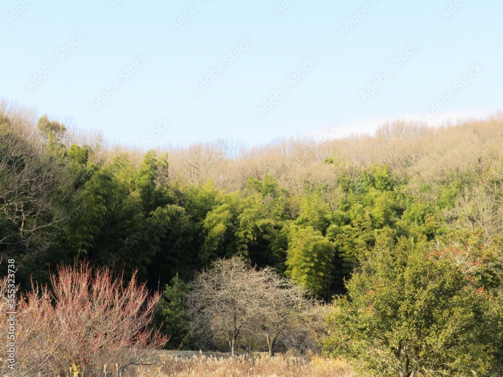 日本の田舎の風景　1月　冬の山の木々と青空