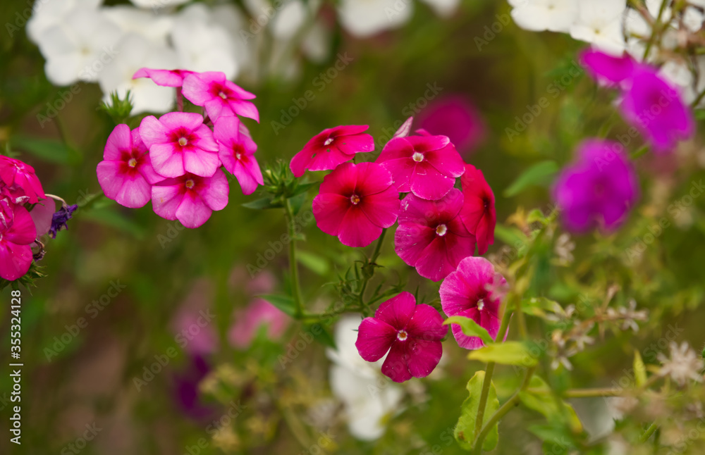 Pink and white, and red flowers with a blurred background. Pink and white, and red flowers with a blurred background.