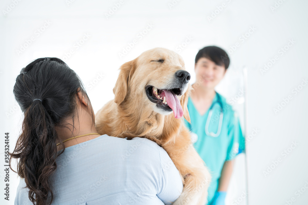 The owner of the Golden Retriever dog. Carrying a sick dog Going to a vet in good. Veterinarians and dog owners are checking the golden retriever's dog health.