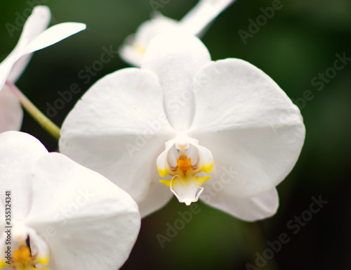 A beautiful white orchid with a black background.