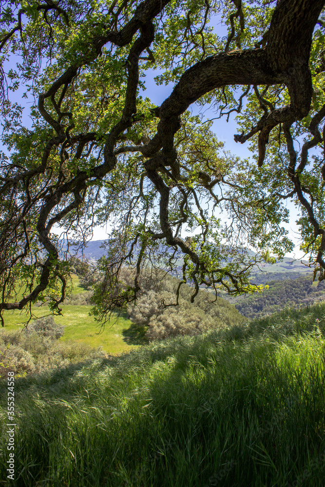 Oak tree in Pleasanton Ridge Park in the East Bay, California Oak tree in Pleasanton Ridge Park in the East Bay, California