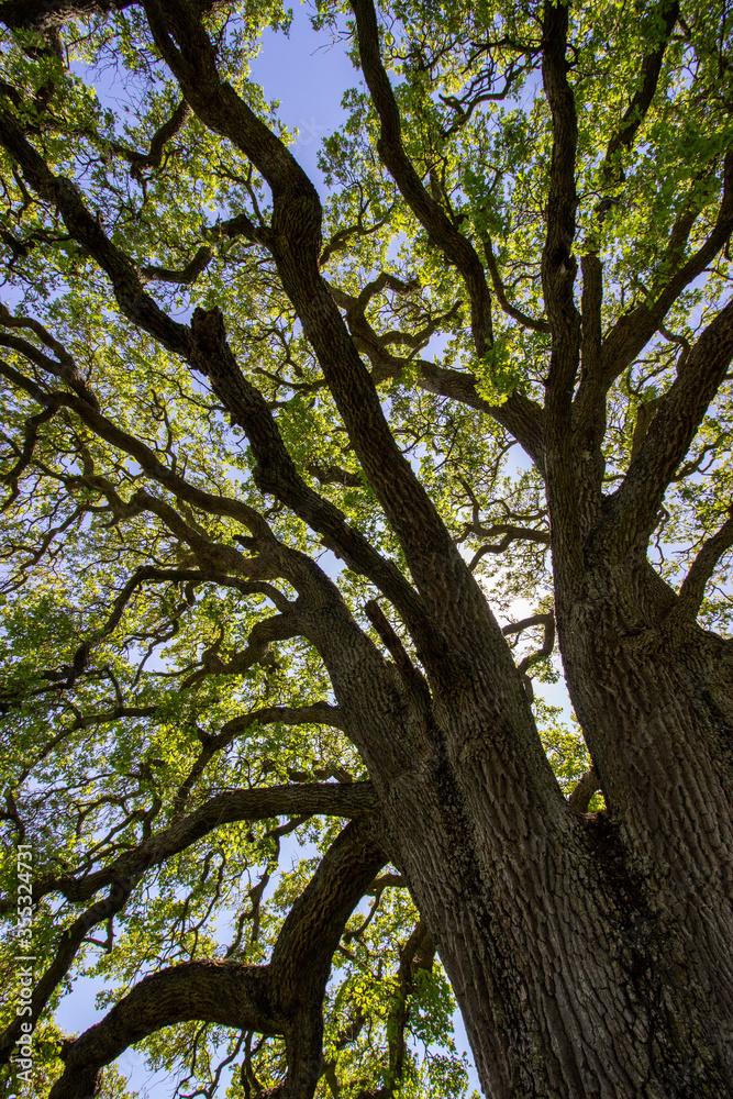 Oak tree in Pleasanton Ridge Park in the East Bay, California Oak tree in Pleasanton Ridge Park in the East Bay, California