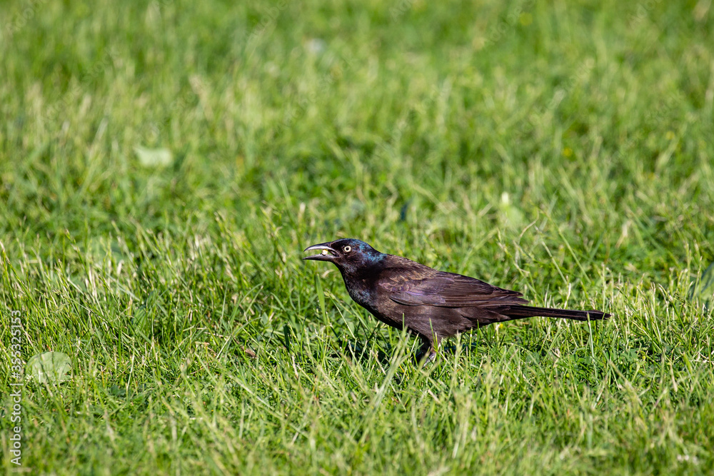 Common Grackle (Quiscalus quiscula) eating food in the grass during the spring Common Grackle (Quiscalus quiscula) eating food in the grass during the spring