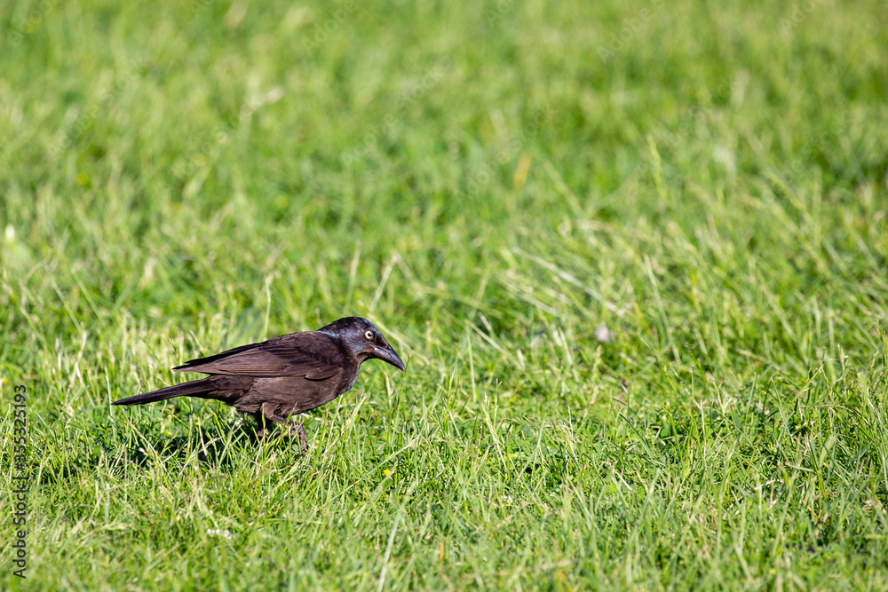 Common Grackle (Quiscalus quiscula) searching for food in the grass during the spring