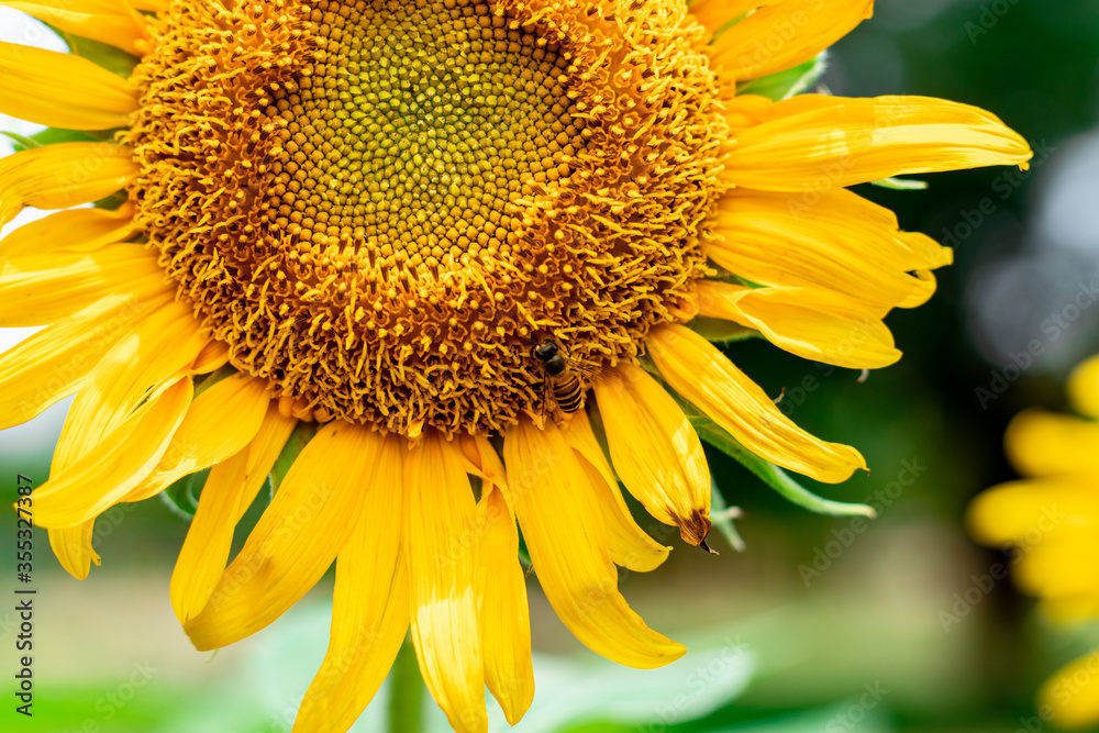 bee on sunflower bee on sunflower