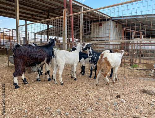 goats in a farm for sale