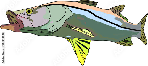 Colored snook fish or robalo