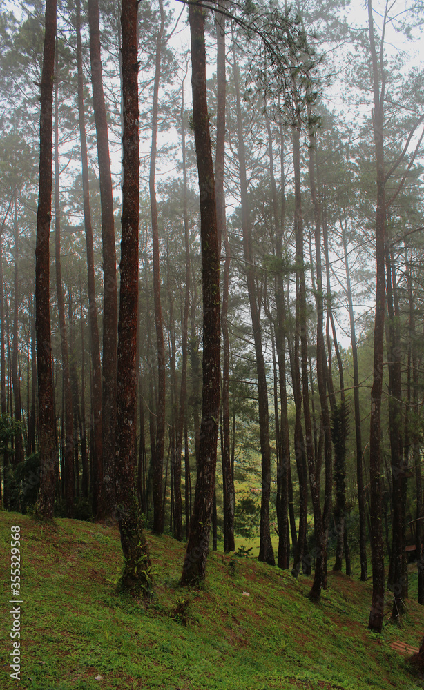 Fototapeta premium pine forest in the morning