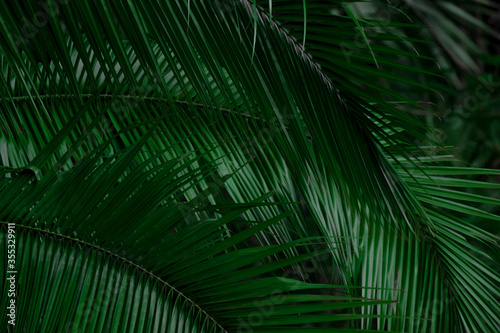 palm leave for background