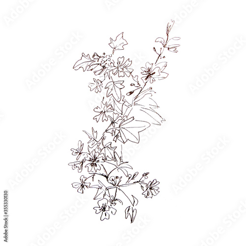 graphic black and white drawing branch of malva silvestris with flowers and leaves