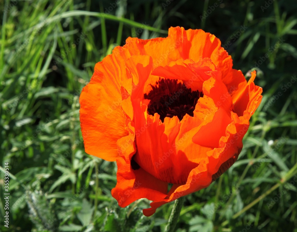 Close-up of sunny bright orange Poppy flower in Montana Close-up of sunny bright orange Poppy flower in Montana