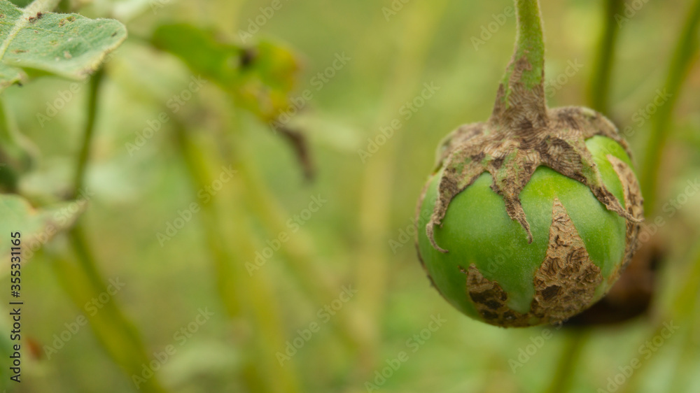 Solanum plants melongena other variants, with rounded shapes and different flavors, usually used as fresh vegetables in Indonesia Solanum plants melongena other variants, with rounded shapes and different flavors, usually used as fresh vegetables in Indonesia