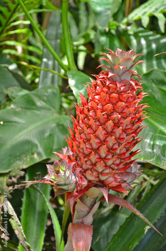 Red pineapple (Ananas bracteatus) growing on a tropical bromeliad plant Red pineapple (Ananas bracteatus) growing on a tropical bromeliad plant