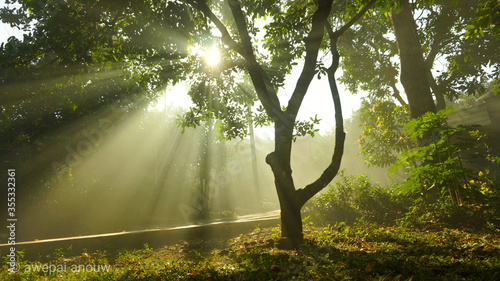 Fototapeta Naklejka Na Ścianę i Meble -  sun shining through trees