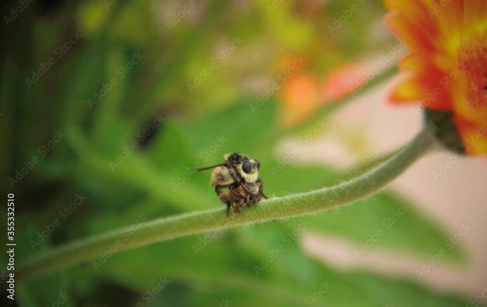 These bees are either romanticizing or fighting on a branch of daisy flower. These bees are either romanticizing or fighting on a branch of daisy flower.