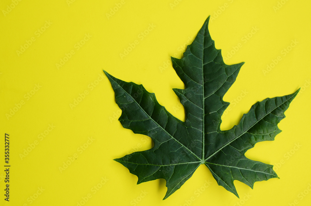 Fototapeta premium top view of papaya leaves on a yellow background. empty space 