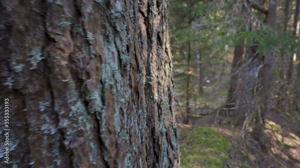 The thick and rough skin of the pine trees The thick and rough skin of the pine trees