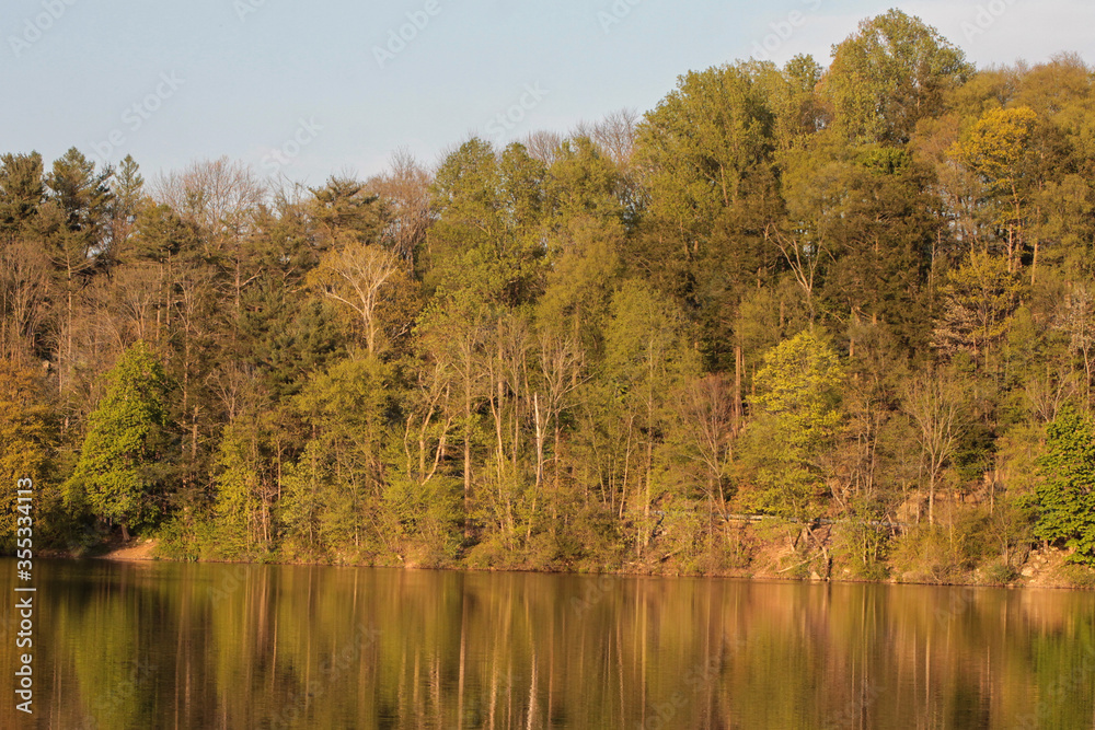 Sun Shining on Forest with Reflection in Water