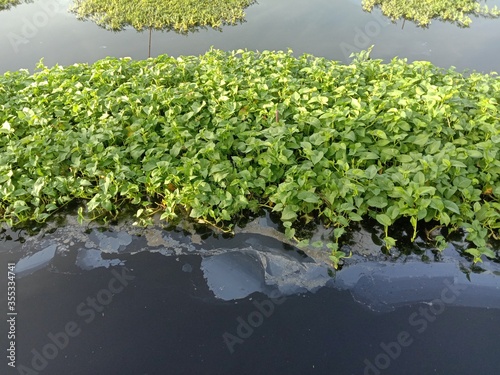 Ipomoea aquatica (morning glory) clump green vegetable isolated on water surface background closeup in the canal.