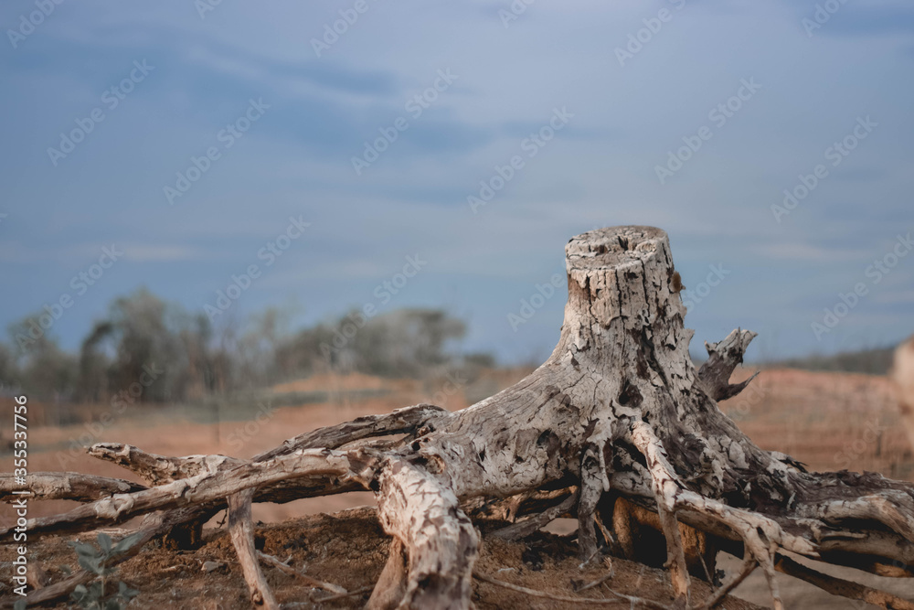 Dry wood that was abandoned on dry soil.