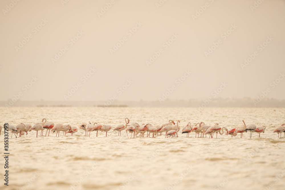 Fototapeta premium Group of Flamingo in Tunisia.