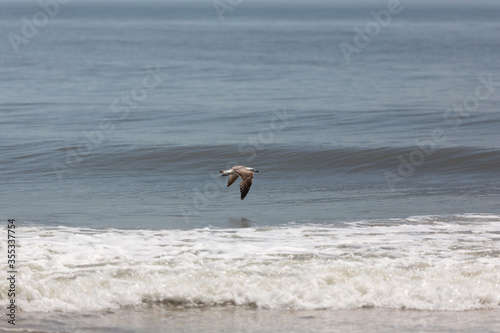 seagulls on the beach and flying over the waves.