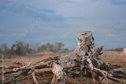 Dry wood that was abandoned on dry soil.