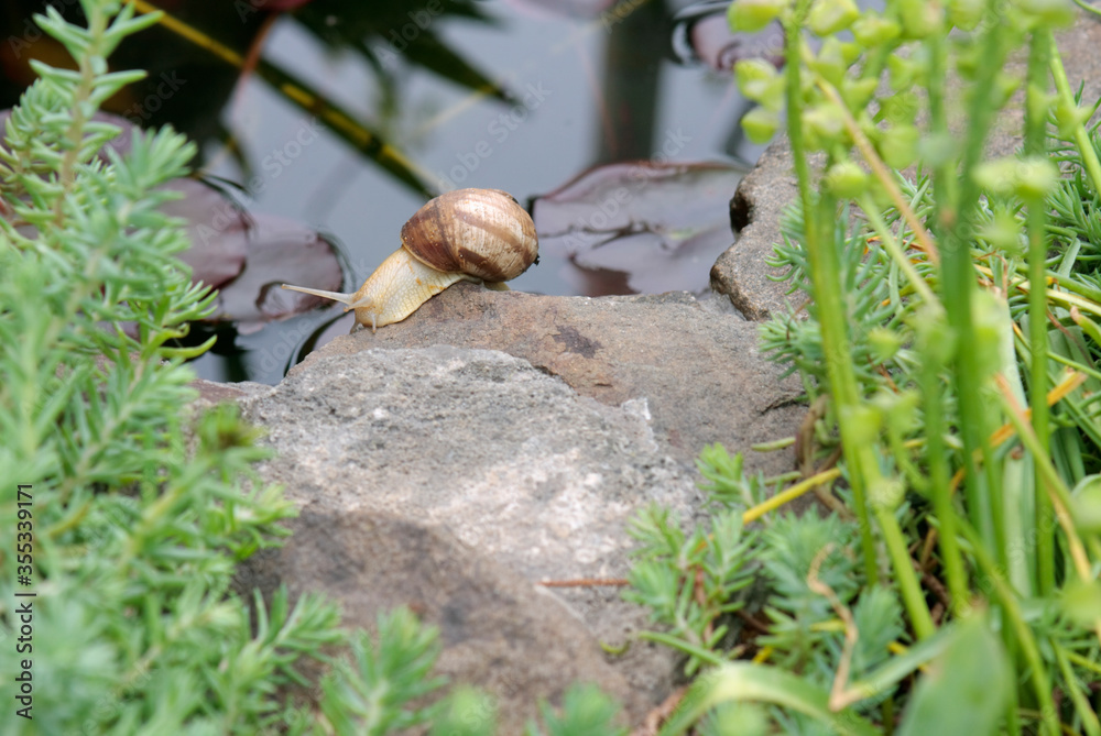 A burgundy snail creeps on a stone on the shore of a pond against a background of green grass. Close-up. A burgundy snail creeps on a stone on the shore of a pond against a background of green grass. Close-up.