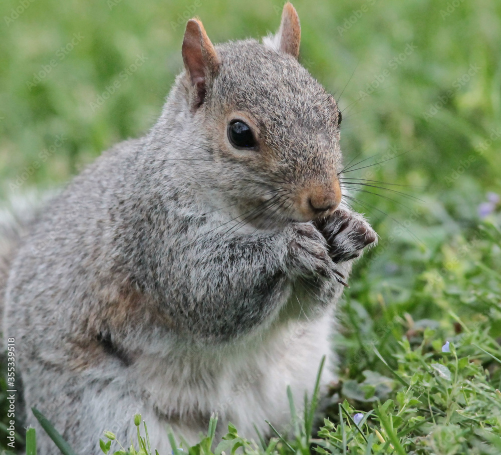 Eastern Gray Squirrel Standing in Grass Eating Seeds Eastern Gray Squirrel Standing in Grass Eating Seeds
