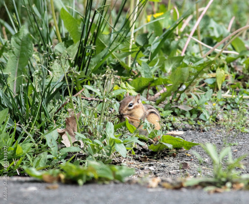 Obraz premium Chipmunk Eating a Samara in the Grass